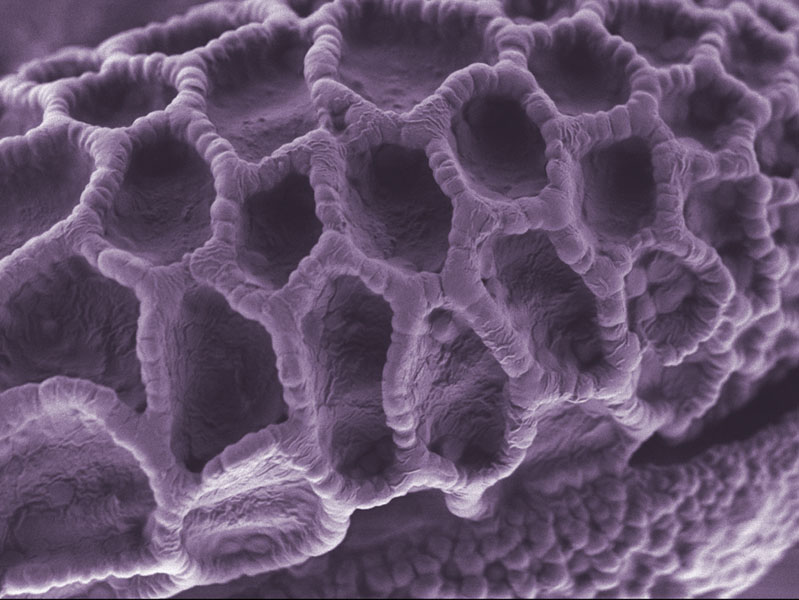 Pollen.jpg