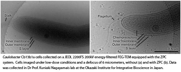 Caulobacter Cb13b1a cells collected on a JEOL 2200FS 200kV energy-filtered FEG-TEM equipped with the ZPC system.