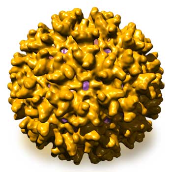 A preliminary reconstruction of Western Equine Encephalitis (WEEV), A preliminary reconstruction of Western Equine Encephalitis (WEEV),