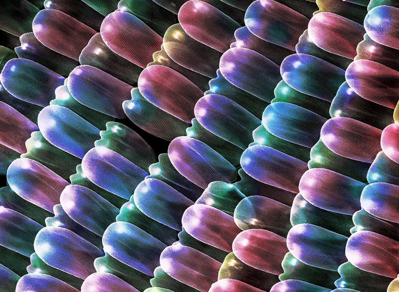 Scanning Electron Microscope image of a Monarch butterfly’s wing segment. December 2018 JEOL Image contest winner and MRS Fall 2018 “Science as Art” 2nd place winner.