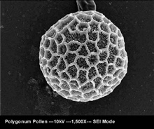 Polygonum Pollen