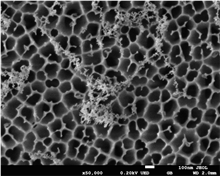 Anopore membrane filter