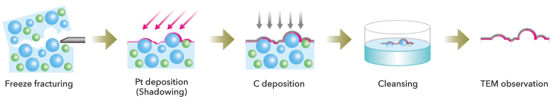 Soft or liquid specimen is frozen and fractured under high vacuum and a replica film made on the fractured surface is observed by using TEM.