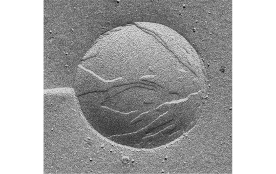 Fat globule in single-serving creamer packet