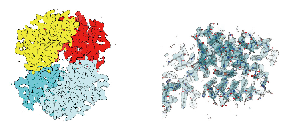 3D density map (left) and fitted atomic model (right) of human hemoglobin obtained by high-speed data collection