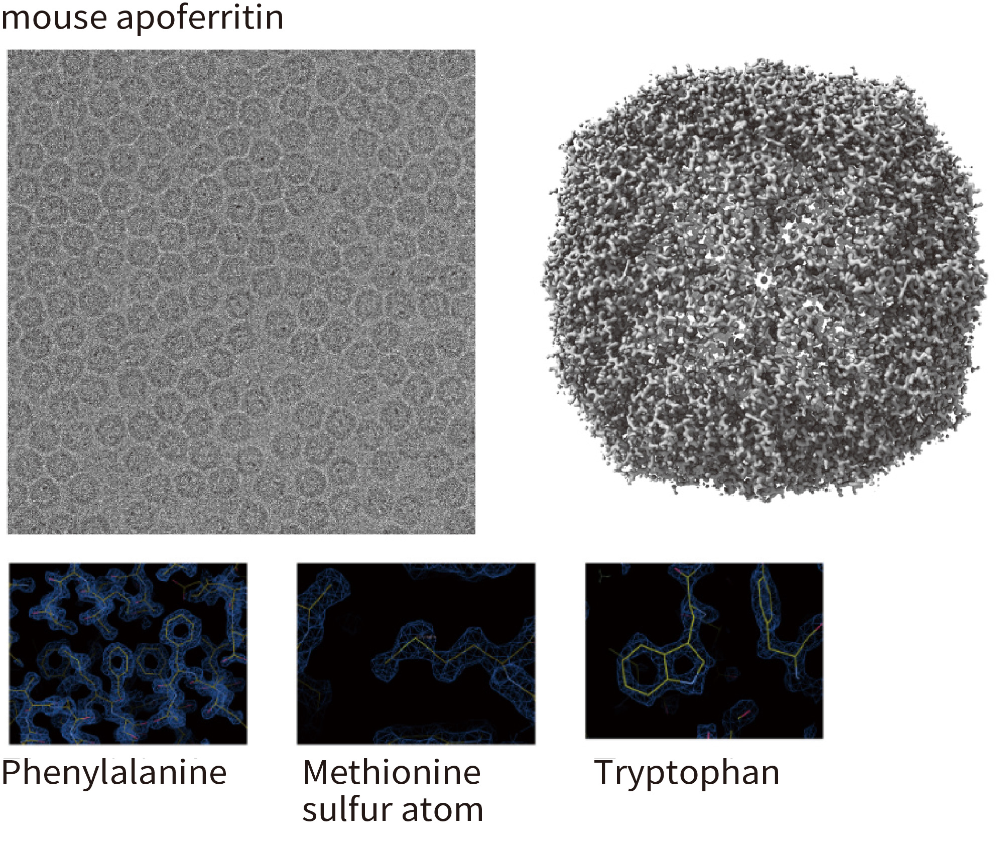 Mouse apoferritin