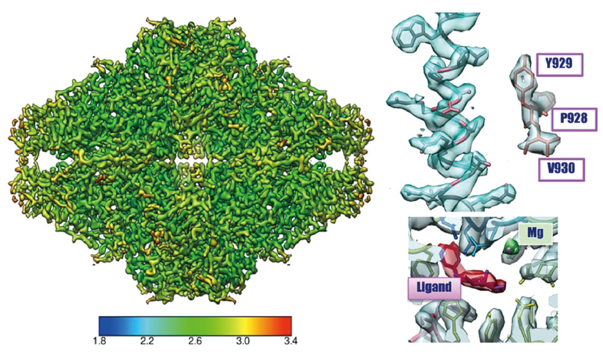 B -galactosidase