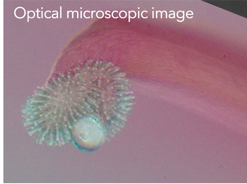 Optical microscopic image