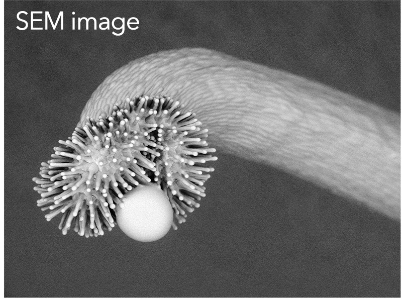 SEM image