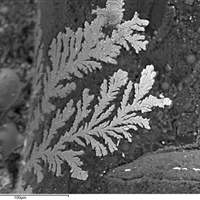 Microscopic Metallic Ferns