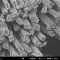 Raphide crystals in cross-sectional view