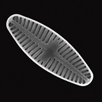 Diatome