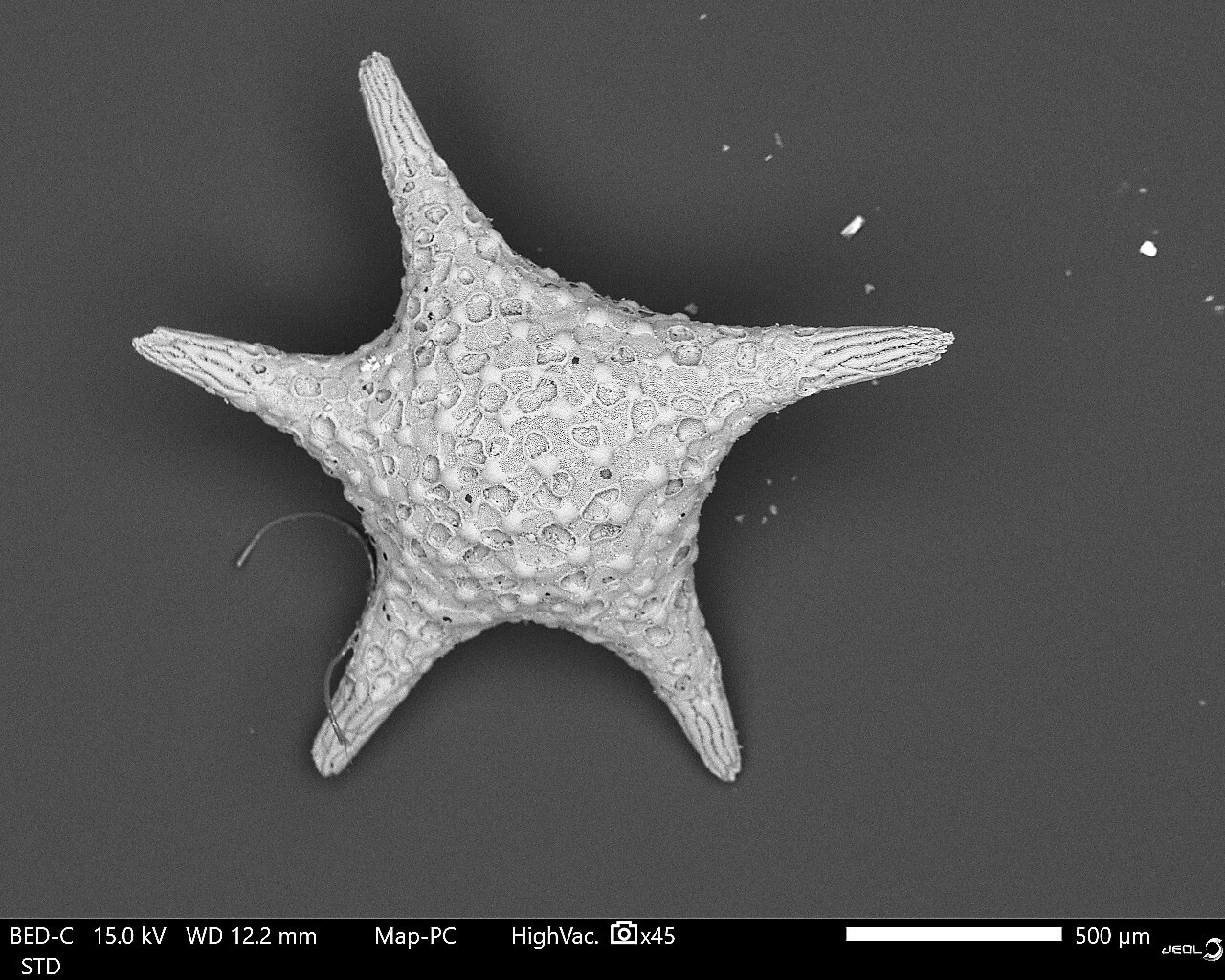 Star-shaped Sand (Baculogypsina sphaerulata)