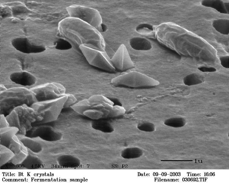 SUBJECT: Bacillus thuringiensis crystals with spores; CREDIT: James Bragg, US Army Dugway Proving Ground; METHOD/INSTRUMENT: JSM-6300F