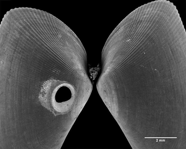 SUBJECT: Donax shell drilled by a predatory naticid gastropod; CREDIT: Whitney Lapic, Mount Holyoke College; METHOD/INSTRUMENT: ESEM, no sputter coating, JCM-5000 NeoScope