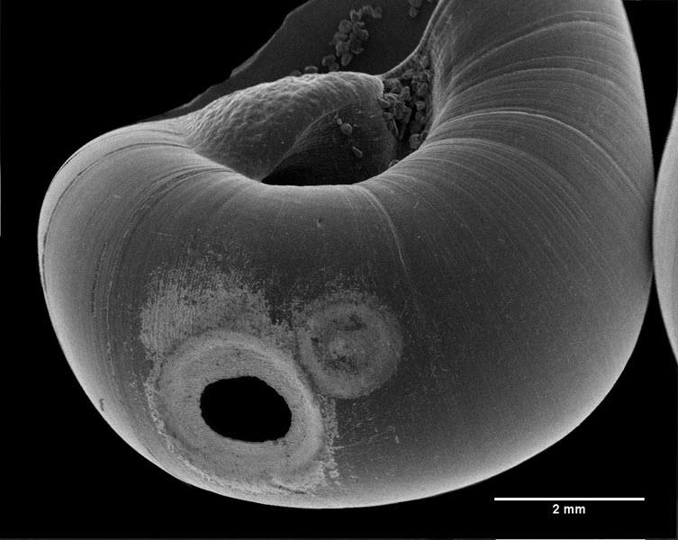 SUBJECT: Donax shell drilled by a predatory naticid gastropod; CREDIT: Whitney Lapic, Mount Holyoke College; METHOD/INSTRUMENT: Neoscope JCM 5000