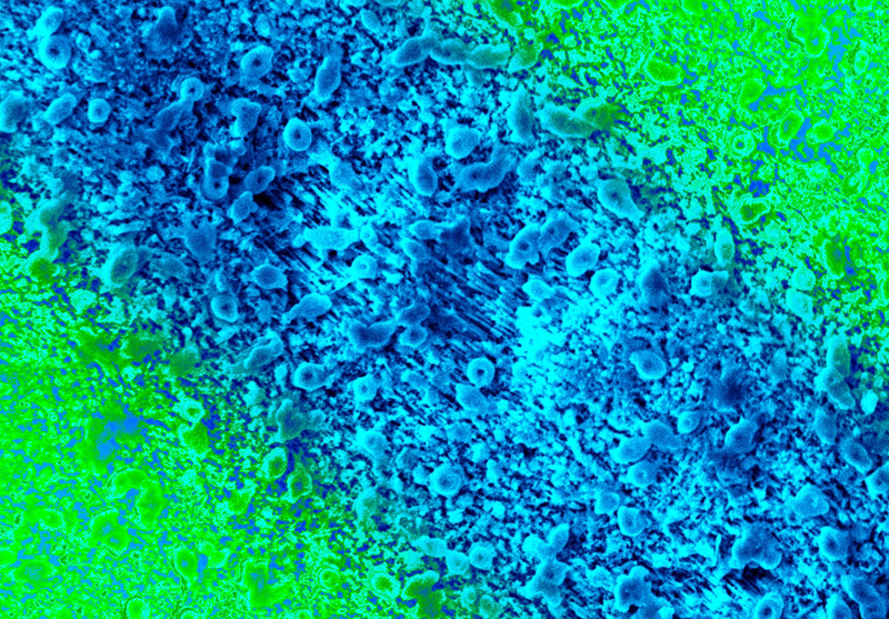 TITLE: GaAs; SUBJECT: Surface morphology of porous gallium arsenide obtained by electrochemical etching; CREDIT: Sergey Simchenko, State University of Telecommunications; METHOD/INSTRUMENT: JSM-6490