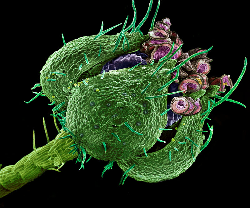 TITLE: Acalypha guameri flower; SUBJECT: Acalypha guameri flower; CREDIT: silvia andrade, CENTRO DE INVESTIGACION CIENTIFICA DE YUCATAN; METHOD/INSTRUMENT: JEOL 6360LV