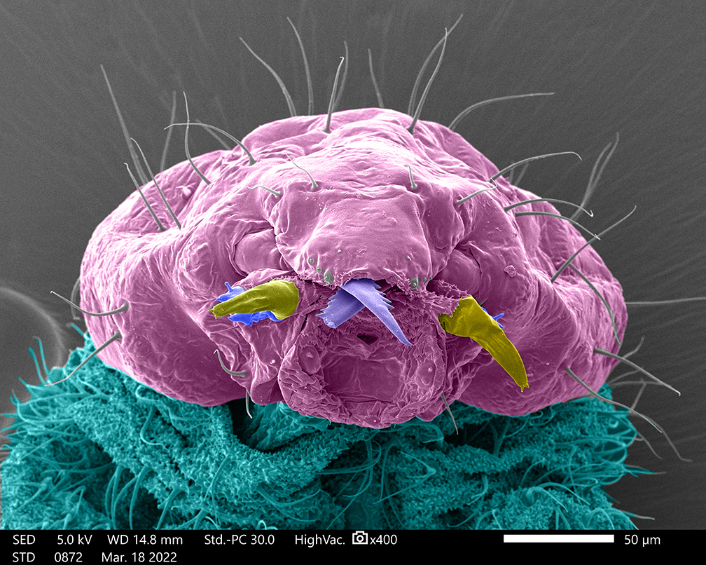 SUBJECT: Head of Clonal Raider Ant larva; CREDIT: Anurag Sharma (Electron Microscopy Resource Center) & Parviz Daniel Hejazi Pastor (Kronauer Lab), The Rockefeller University, NY, USA; METHOD/INSTRUMENT: JEOL JSM-IT500HR