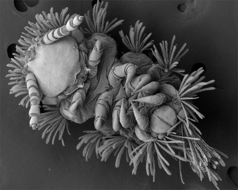 Subject: Shhhh….Baby's Asleep - Small leaf-litter arthropod from a Berlese funnel sample; Credit: Julian P.S. Smith III - Winthrop University; Method/Instrument: InTouchScope JSM-6010LV