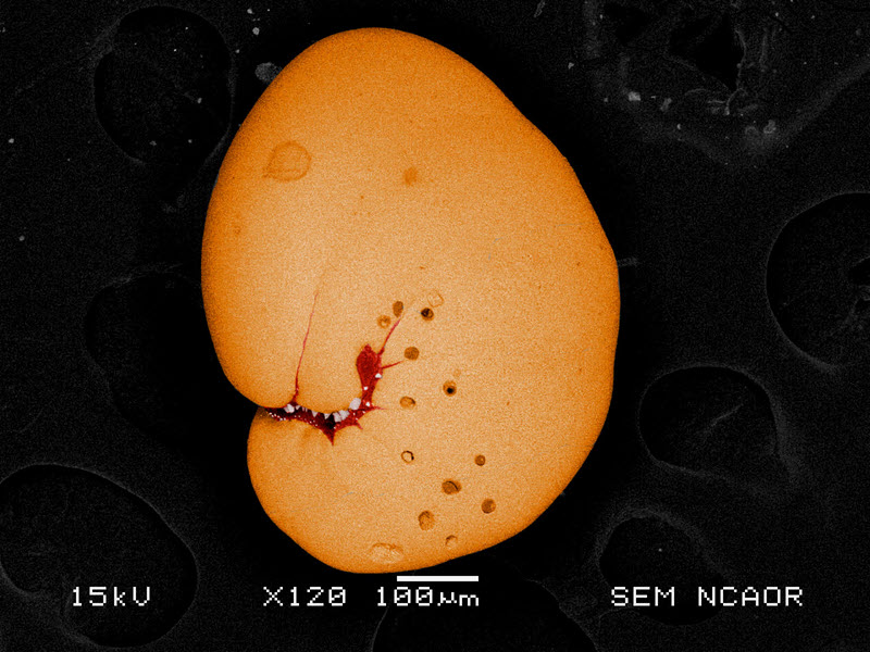 TITLE: A Halloween Foram; SUBJECT: A benthic foraminifera from Antarctica; CREDIT: Sahina Gazi, National Centre for Polar and Ocean Research (NCPOR), Goa; METHOD/INSTRUMENT: JEOL JSM-6360LV SEM