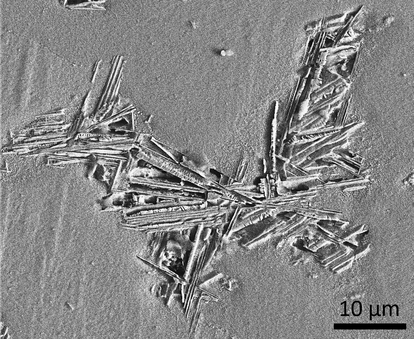 TITLE: Wings of HEA; SUBJECT: SEM image of Intermetallic phases in High entropy alloys after polishing and etching resembles butterfly wings. Image taken to establish microstructure - property correlation in HEAs; CREDIT: Bushra Harun, Indian Institute of Technology, Delhi; METHOD/INSTRUMENT: JEOL JSM 7800F PRIME FESEM