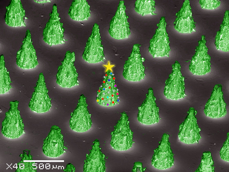 TITLE: Christmas micro-trees; SUBJECT: Microarray of 3D-printed polymer microneedles; CREDIT: Vijayasankar Raman, University of Mississippi; METHOD/INSTRUMENT: Colorized and enhanced in Adobe Photoshop - JEOL JSM-5600
