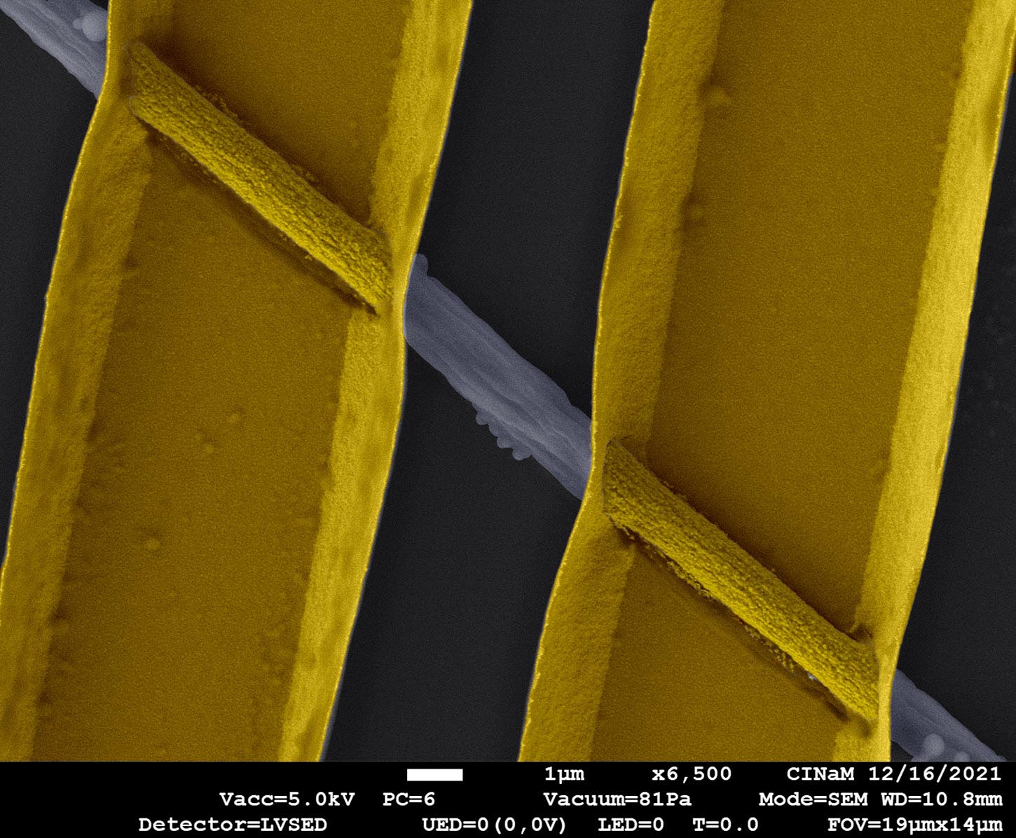 SUBJECT: Electrospun Polymer Microfiber onnected with gold microelectrodes; CREDIT: Antonio Fotia, Interdisciplinary Center of Nanoscience of Marseille (CINaM); METHOD/INSTRUMENT: JEOL JSM-7900F SEM