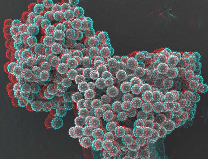 Subject: "Hibiscus Anther" Hibiscus Pollen (Rose of Sharon) stereo view; Credit: Howard Berg, Danforth Plant Science Center; Method/Instrument: JSM-6010LV InTouchScope; fresh tissue, stereo pair, red-cyan glasses required
