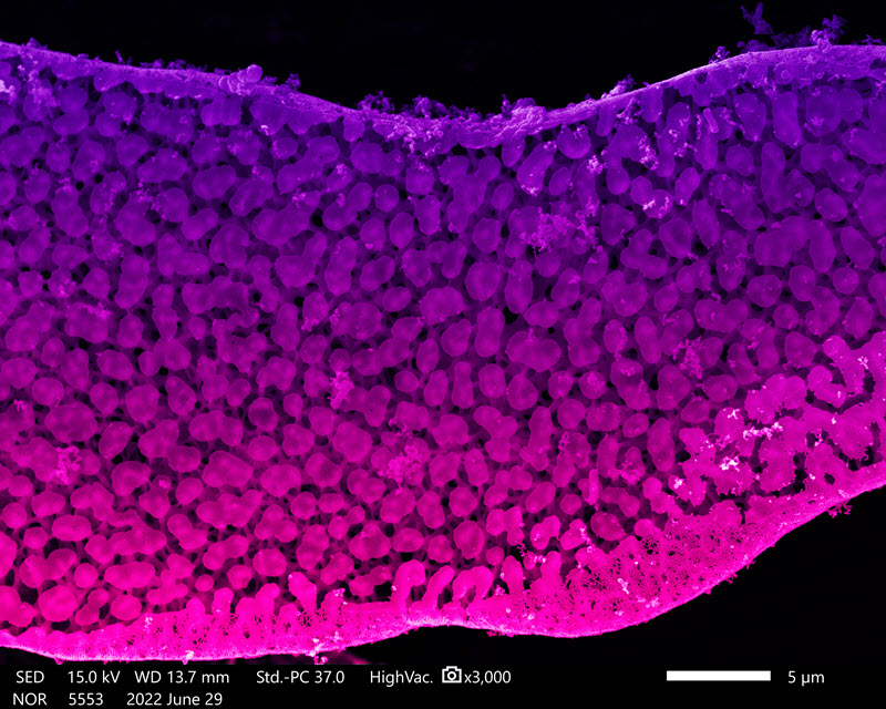 TITLE: Drosophila Embryo's Structure; SUBJECT: Drosophila melanogaster Oregon R Embryo; CREDIT: Kai Jürgens, student at University of Osnabrück/Germany; METHOD/INSTRUMENT: JEOL JSM-IT200 SEM
