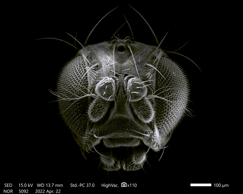 TITLE: Eye of the Fly-ger; SUBJECT: Drosophila melanogaster / Oregon R Head; CREDIT: Kai Jürgens, student at University of Osnabrück/Department Zoology; METHOD/INSTRUMENT: JEOL JSM-IT200 SEM