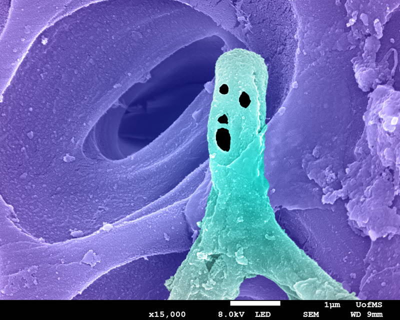 TITLE: Face pareidolia- Vessel Man; SUBJECT: Anatomical Illusion: Human Face Appearance in Fungal Mycelium living inside the wood xylem vessel, viewed under SEM; CREDIT: John Adams Sebastian, Univeristy of Mississippi; METHOD/INSTRUMENT: JEOL JSM-7200FLV FE-SEM