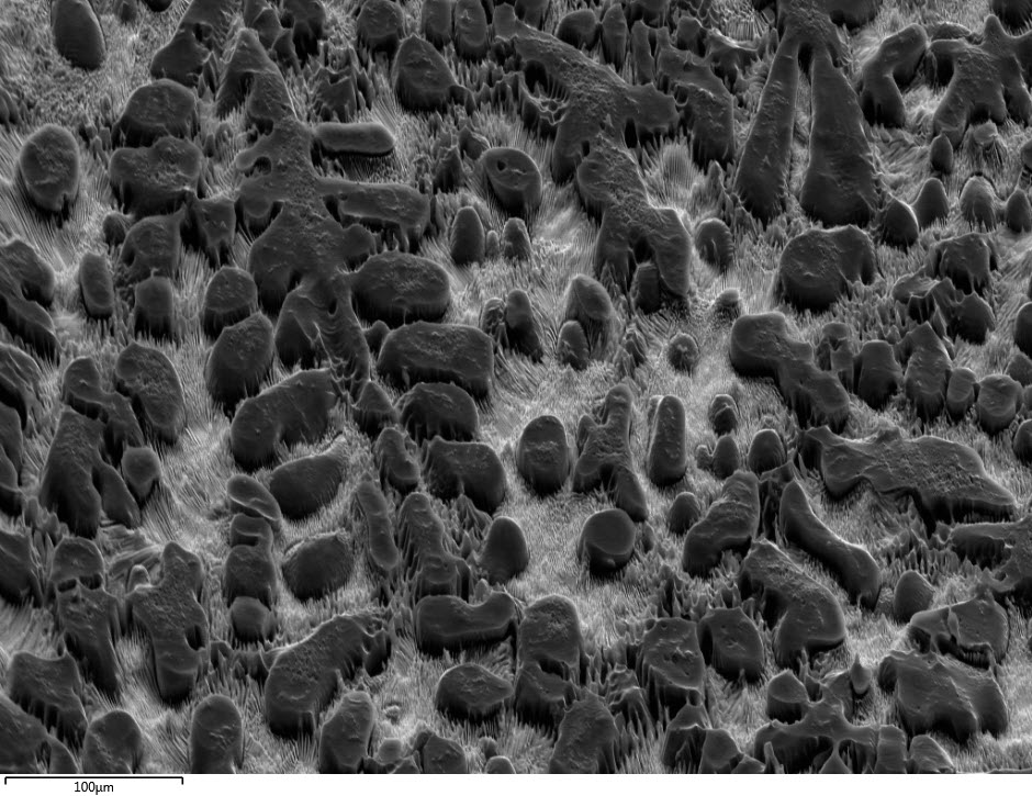 TITLE: Fossilized bones in eutectic lamella; SUBJECT: Microeutectic constituents formed after preferential dissolution of anodic Mg2Ca phase in an electrolyte; CREDIT: Chetan Singh, Indian Institute of Technology Delhi; METHOD/INSTRUMENT: JEOL 7800F SEM, BSE