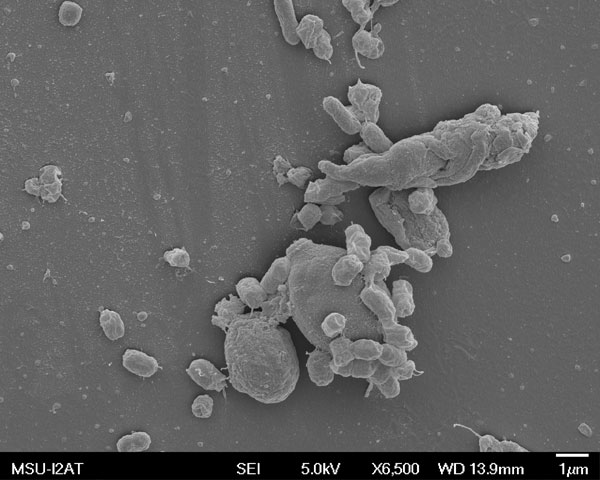 Subject: Adhesion of Pathogenic Enteric Bacteria to Probiotics; Credit: Gabriel Posadas - Mississippi State University; Method/Instrument: JEOL JSM-6500F SEM/5.0kV, SEI image
