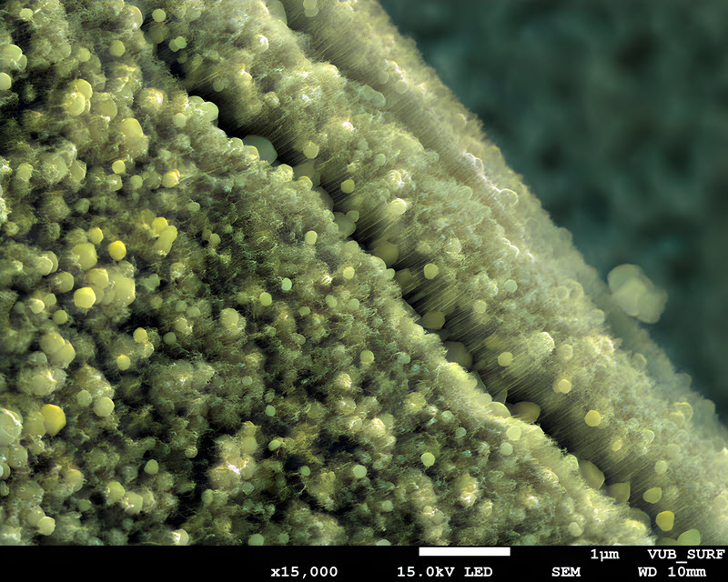 TITLE: Glitter Dust; SUBJECT: Decorated Titania (photocatalyst Z-scheme - Tiantia NT/copper oxide phase); CREDIT: Beatriz de la Fuente, Vrije Universiteit Brussel; METHOD/INSTRUMENT: JEOL FESEM