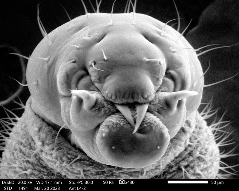 TITLE: Fully Hydrating Facial; SUBJECT: Head of Clonal Raider Ant larva (no fixation, near native state); CREDIT: Anurag Sharma (Electron Microscopy Resource Center) & Parviz Daniel Hejazi Pastor (Kronauer Lab), The Rockefeller University, NY, USA; METHOD/INSTRUMENTATION: Poor Man’s Cryo-SEM was conducted using JEOL JSM IT500HR.