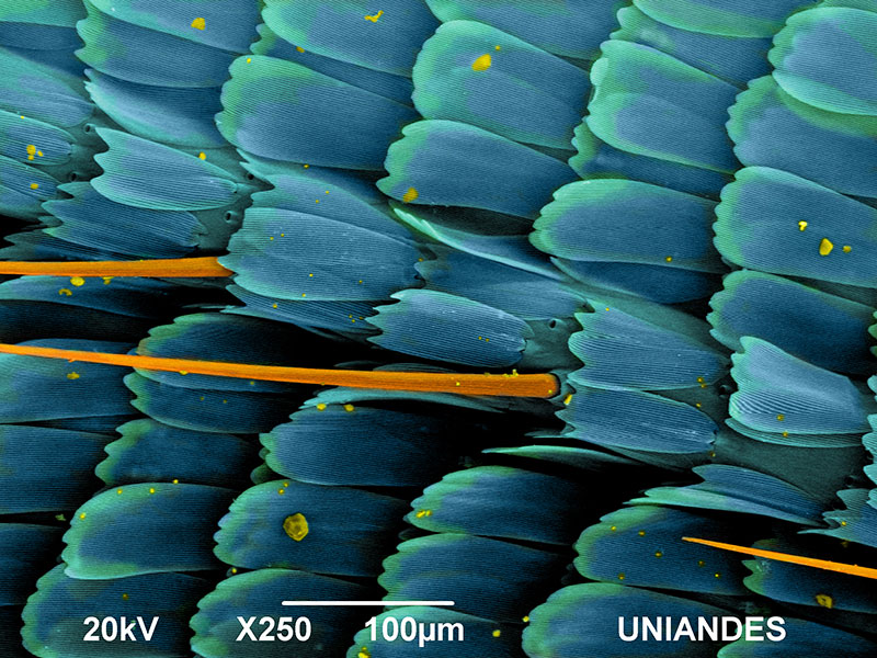 Subject: Butterfly Wing; Credit: Tatiana Cavelier, Universidad de Los Andes; Method/Instrument: JEOL JSM-6490LV SEM; colored digitally with Adobe Photoshop