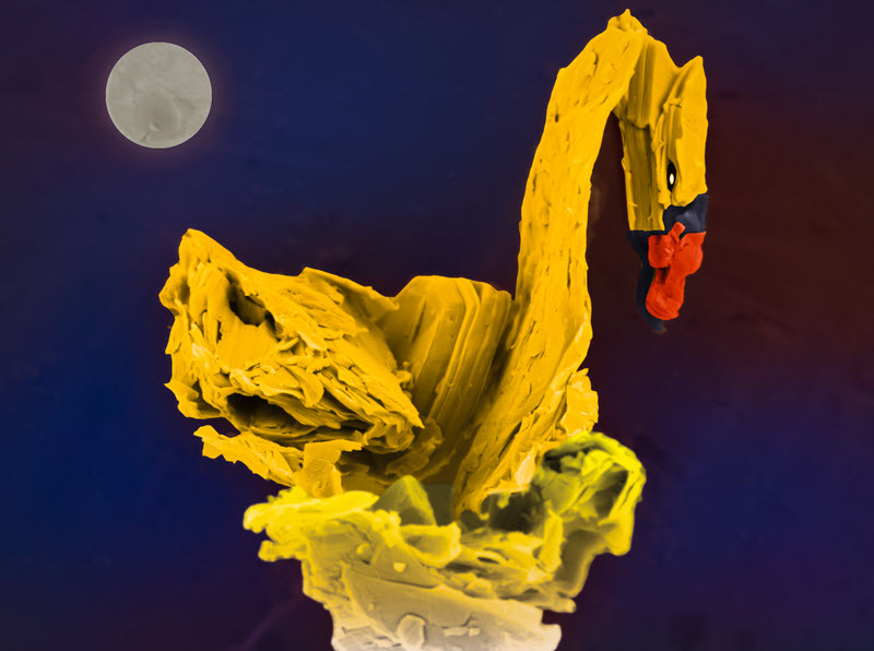 TITLE: MXene Golden Swan; SUBJECT: In a moonlight canvas, presenting a multilayered titanium carbide Ti3C2Tx MXene visualized as a golden swan. This MXene is synthesized by the selective etching of the optimized Ti3AlC2 MAX phase. The moon is a digital photo of a MXene film. MXene Swan’s serenade, where beauty and moonlight dance in perfect harmony! Team: Nithin Chandran B S, Dr. Anupma Thakur and Prof. Babak Anasori ; CREDIT: Nithin Chandran B S, IUPUI and Purdue University; METHOD/INSTRUMENT: JEOL JSM-7800F