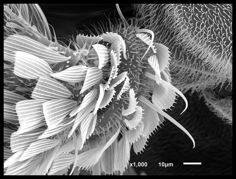 TITLE: Mo; SUBJECT: A part of a mosquito's body close to the start of the wing.; CREDIT: Sheri Neva, Eurofins EAG; METHOD/INSTRUMENT: JEOL JSM-6610LV