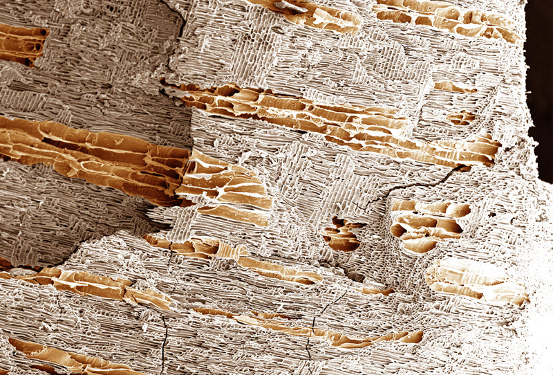 TITLE: Orange Creamsicle; SUBJECT: Archaeological Charcoal; CREDIT: Graham Mullen, University of Washington; METHOD/INSTRUMENT: JSM-6010 PLUS/LA