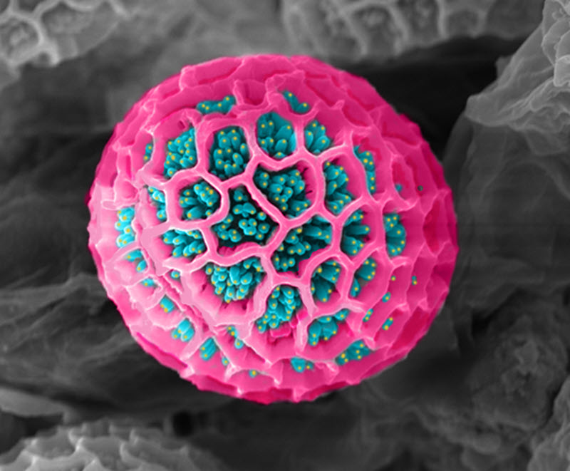TITLE: polen de Lavanda; SUBJECT: Polen de Lavanda; CREDIT: Rocio Orellana Fernandez, Universidad de Chile; METHOD/INSTRUMENT: JEOL JSM-IT 300 LV
