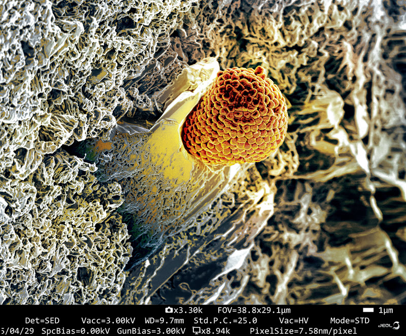 TITLE: The Torch of Ancient Seas; SUBJECT: Paleontology & Taphonomy; CREDIT: Isabel Sánchez Almazo, University of Granada; METHOD/INSTRUMENT: JEOL IT 800 SHL