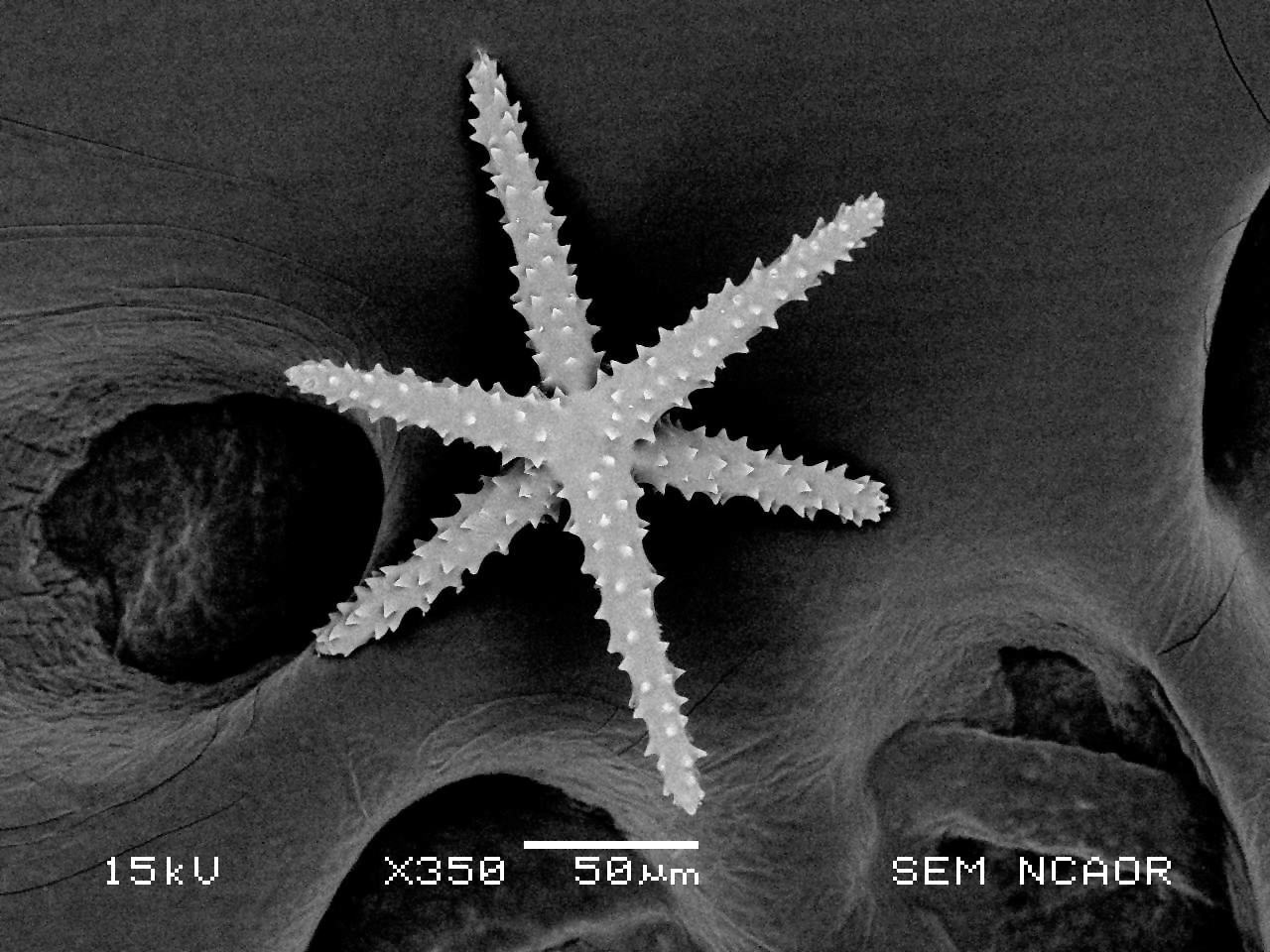 SUBJECT: Sponge spicule from the Antarctic Lakes; CREDIT: Sahina Gazi, National Centre for Polar and Ocean Research (NCPOR), Goa; METHOD/INSTRUMENT: JEOL JSM-6360LV SEM