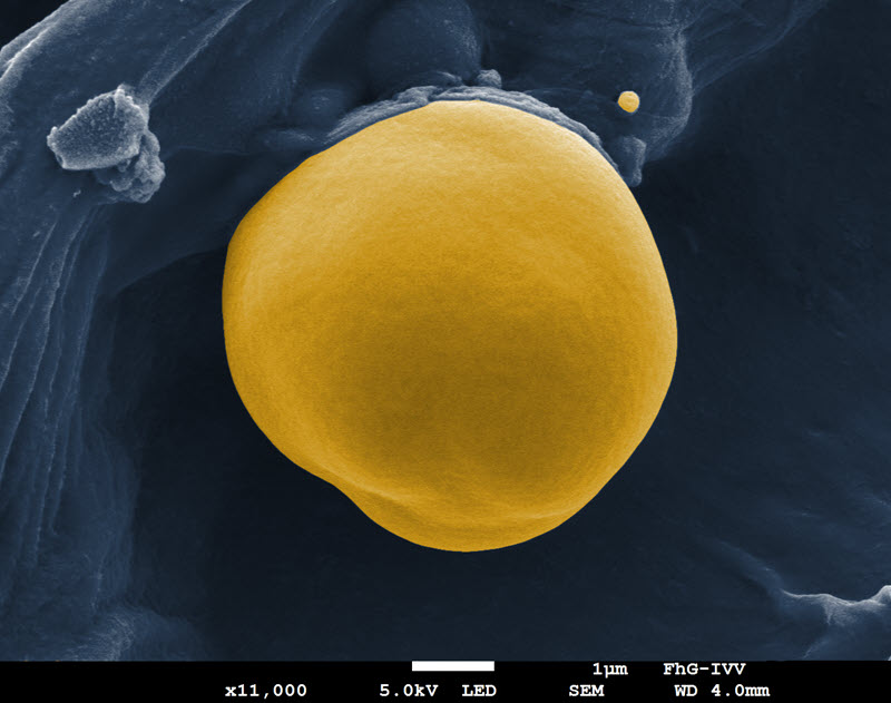 TITLE: The yellow starch; SUBJECT: Endodermal starch granule from Arabidopsis thaliana. The red sun - Homage to Joan Miró; CREDIT: Jan Sala, Technical University of Munich (TUM); METHOD/INSTRUMENT: JEOL JSM-7200F FE SEM