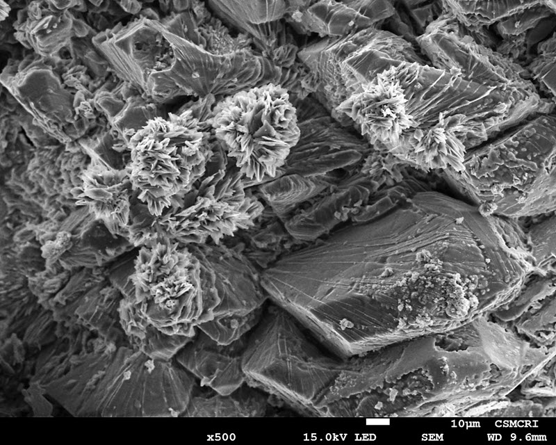 TITLE: Flowers in Stone; SUBJECT: Surface morphology of electrodeposited polymer composite electrode; CREDIT: Sunil Luhar Jayesh Choudhary, CSIR – Central Salt and Marine Chemicals Research Institute (CSMCRI) Bhavnagar Gujarat,India; METHOD/INSTRUMENT: JEOL FE-SEM 7100 F