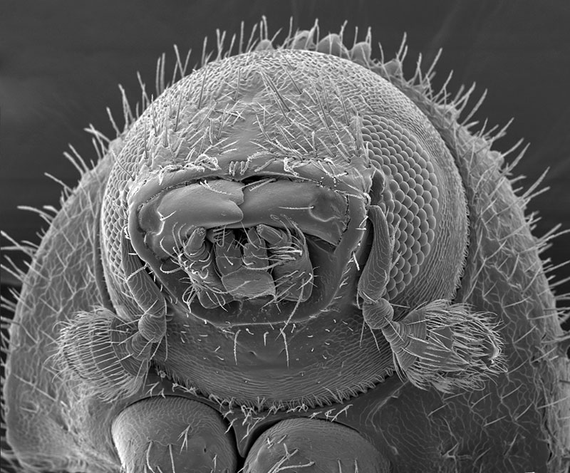 Subject: Detail to the head of the coffee berry borer; Credit: Jose Almodovar, University of Puerto Rico Mayaguez Campus; Method/Instrument: JEOL 5410LV