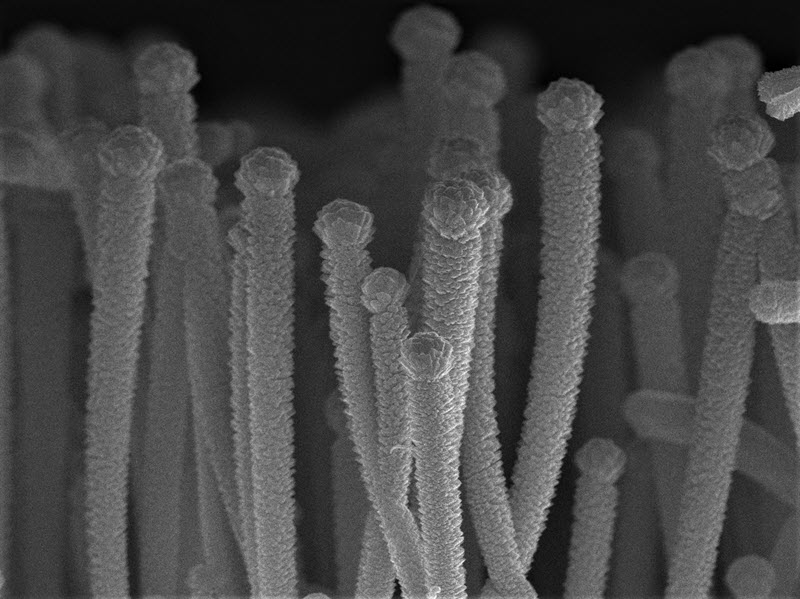 SUBJECT: Silicon nanowire coated by CrN coating, for supercapacitor application; CREDIT: Emile HAYE, UNamur; METHOD/INSTRUMENT: SEM JEOL 7500F