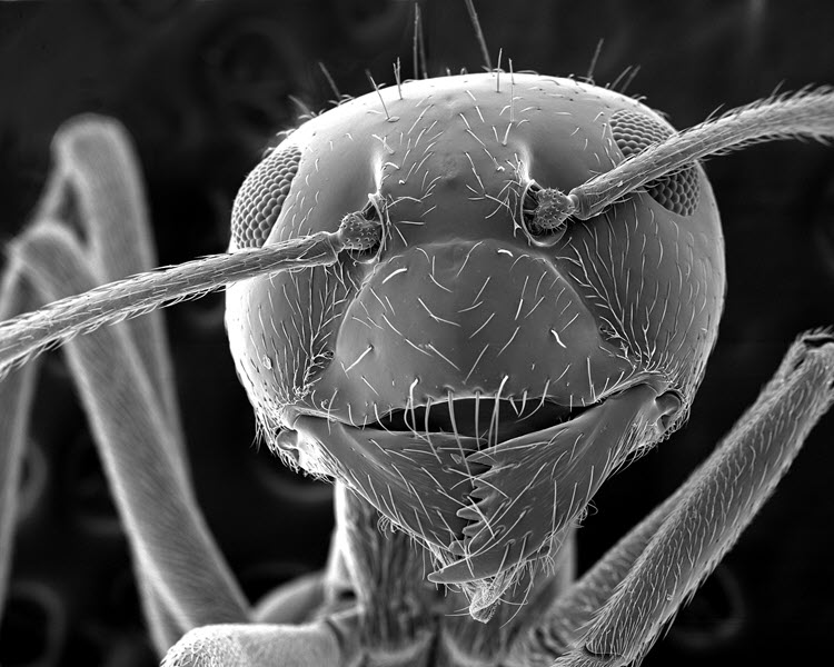 TITLE: Hi there!; SUBJECT: Ant head; CREDIT: Stefan Eberhard, Complex Carbohydrate Research Center / University of Georgia; METHOD/INSTRUMENT: JEOL-6010LV