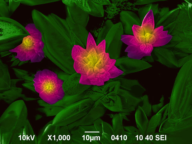 SUBJECT: image of galium arsenide nanocrystalline surface; CREDIT: Sergey Simchenko, Berdyansk State Pedagogical University; METHOD/INSTRUMENT: JEOL JSM-6490 - Microphotograph is made with scanning electronic microscope and coloured with the computer graphic tools. Magnification x1000.