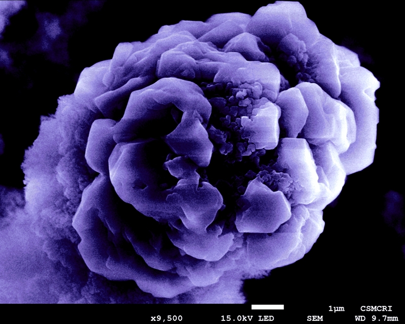 SUBJECT: Flower like structure of bio-molecules on composite electrode (EDX-MAPPING); CREDIT: Jayesh Chaudhary/Sunil Luhar, CSIR-Central Salt & Marine Chemicals Research Institute ; METHOD/INSTRUMENT: JEOL JSM7 7100F